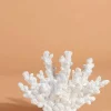 Coral Decor