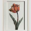 3D Plum Tulip Art