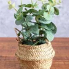 Eucalyptus In Basket
