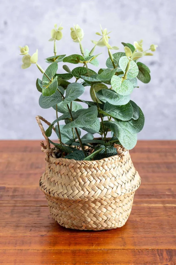 Eucalyptus In Basket