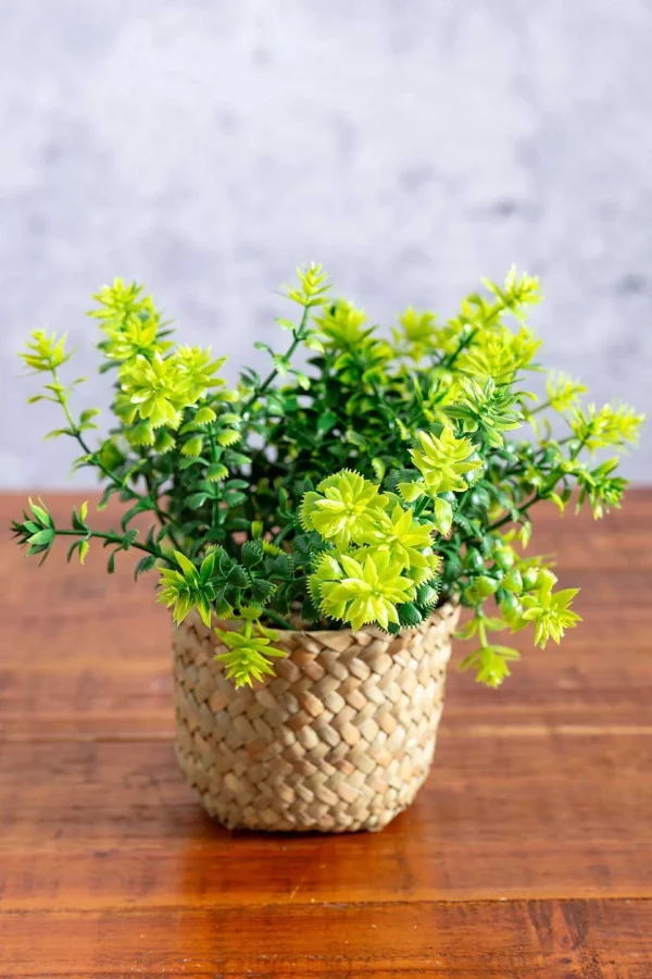 Fern Plant In Basket