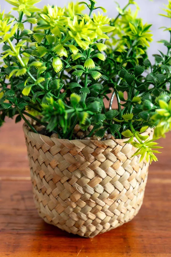 Fern Plant In Basket