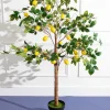 Lemon Tree