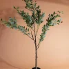 Olive Tree