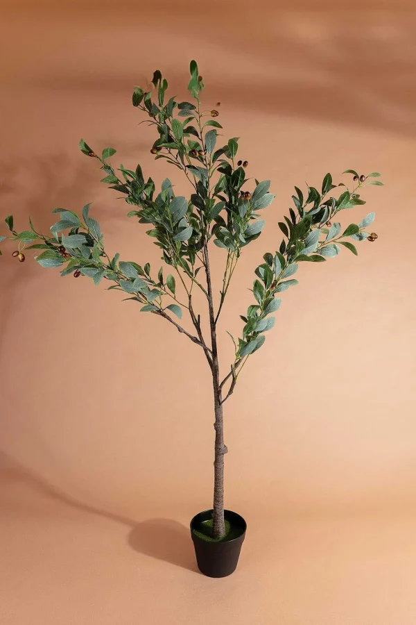 Olive Tree