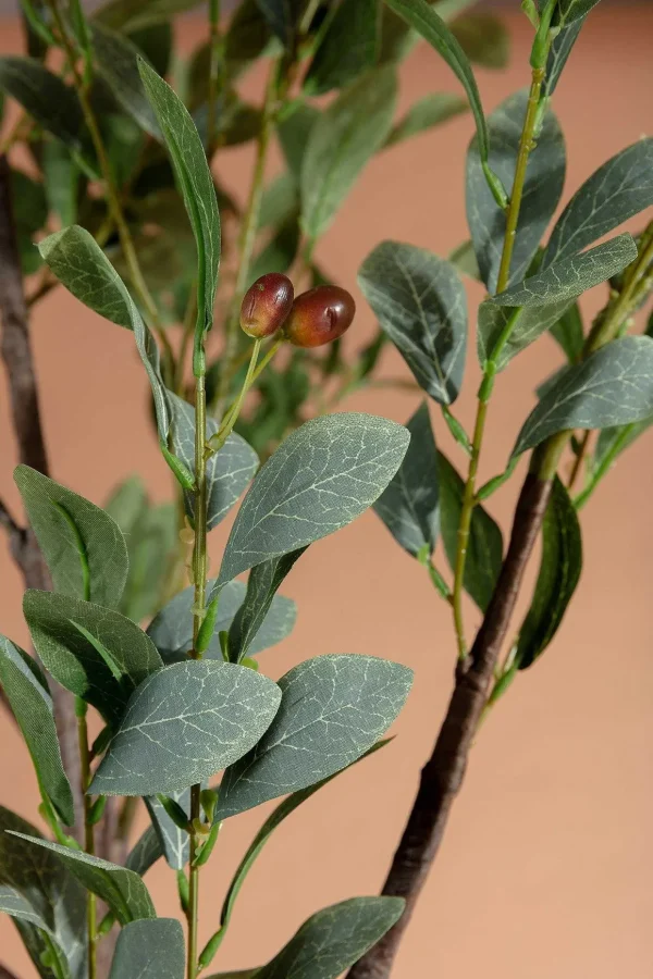 Olive Tree